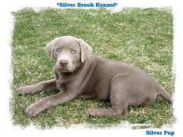 We did not find results for: Akc Silver Labrador Retriever Puppies For Sale In Ambrose Georgia Classified Americanlisted Com