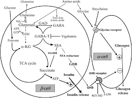 Treatment of postoperative reactive hypoglycemia by a reverse intestinal segment. Regulation Of Glucagon Secretion In Normal And Diabetic Human Islets By G Hydroxybutyrate And Glycine Journal Of Biological Chemistry