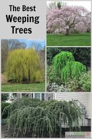 Maybe you would like to learn more about one of these? Weeping Trees 14 Beautiful Choices For The Yard And Garden