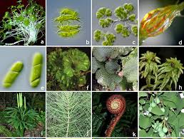 Study provides framework for green plant evolution