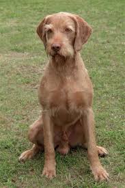 Image result for maďarský ohař drátosrstý