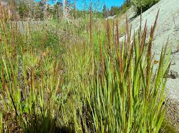 Image result for Agrostis