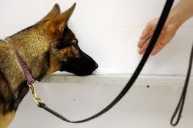 Adenocarcinomas are the most common type of prostate cancer in dogs. Dogs Sniff Out Prostate Cancer
