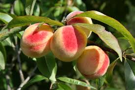 Peach Fruit Wikipedia