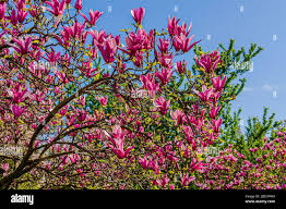 Image result for Magnoliaceae