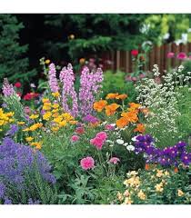 Image result for Aeschynomene bullockii