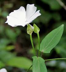 Image result for Thunbergia crispa