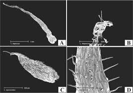 Image result for Lellingeria oosora
