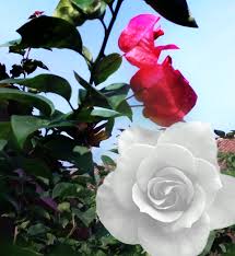 Gambar bunga mawar, wallpaper, sketsa, serta cara membuat gambar bunga mawar. Mawar Putih Rose 960x1044 Download Hd Wallpaper Wallpapertip
