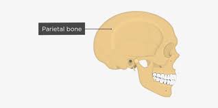Introduction the external ear is formed by the auricle, external acoustic meatus, and tympanic membrane. Skull Bones Lateral View Parietal Bone External Acoustic Meatus Lateral View 770x406 Png Download Pngkit