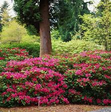 Wild Species Rhododendrons Garden Design In 2020 Garden Design Rhododendron Landscape Decor Diy