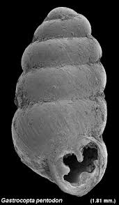 Image result for Pentodon