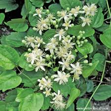 Check spelling or type a new query. Heimische Clematis Gewohnliche Waldrebe Clematis Vitalba Kletterpflanzen Fur Rankhilfen Garten Schluter