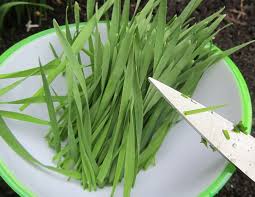 La chlorophylle (mot composé en 1816 à partir des racines grecques χλωρός chlorós : Zusatzstoff Chlorophylle E 140 Zusatzstoffe Liste De