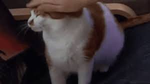 Catpat Gifs Tenor