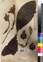 Image result for Rothmannia whitfieldii