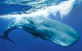 Paus sperma merupakan paus bergigi terbesar yang ditemukan di seluruh samudra dalam dari ekuator sampai tepi bongkahan es kutub utara serta antartika. Paus Sperma Sang Penakluk Cumi Cumi Raksasa Re Tawon