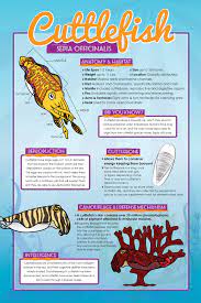 Cuttlefish Marine Biology Animal Facts Pond Animals