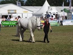 Bildergebnis Fur Tammes Pferd Jumper Pferd Jumper Bilder