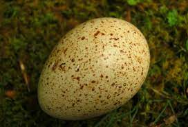 Hatching eggs once the turkey breeder female reaches 28 weeks of age they will start laying. Why Don T We Eat Turkey Eggs Modern Farmer