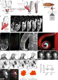 Animal cells cells without walls answers. Filopodia Based Contact Stimulation Of Cell Migration Drives Tissue Morphogenesis Nature Communications