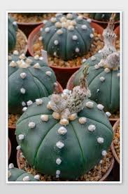 This cacti succulent plant can live in areas with temperature above 30°c to 40°c. Astrophytum Myriostigma Cactus Common Names Bishop S Cap Cactus Bishop S Hat Photo Jpg Free Download Pikbest