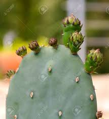 This spiny variety of plant is tiny and round, and tends to grow naturally near boulders or in the grass. Cactus Opuntia Leucotricha Plant With Spines Close Up Green Stock Photo Picture And Royalty Free Image Image 120444756