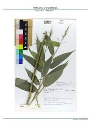 Image result for Olyra latifolia