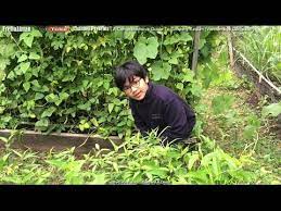 Look through examples of kesum translation in sentences, listen to pronunciation and learn grammar. Vietnamese Coriander How To Grow Plant This Exotic Tropical Herbs Kesum Rau RÄƒm In Colder Climate Youtube