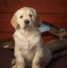 The most recent published articles. 7 Best Golden Retriever Breeders In Indiana 2021 We Love Doodles
