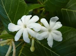 Image result for Guettarda