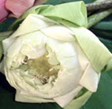 A wide variety of lotus flower order options are available to you, such as material, use, and occasion. Buy Fresh Cut White Lotus Flower In Bulk At Wholesale Price