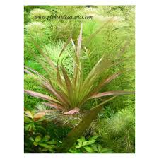 Image result for Blyxa aubertii
