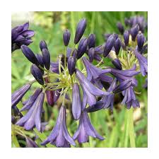 Image result for Agapanthus inapertus