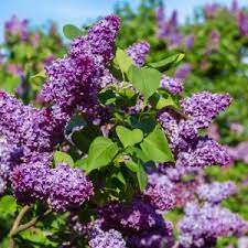 Deer Resistant Shrubs For Sale Nature Hills Nursery Lilac Flowers Flower Garden Purple Lilac