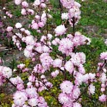 We did not find results for: Pink Flowering Almond Greenwood Nursery