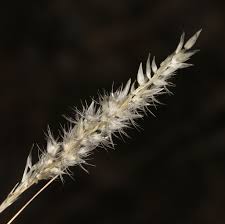 Image result for Enneapogon desvauxii