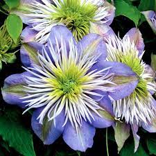 We did not find results for: Clematis Regal Crystal Fountain Wayside Gardens