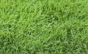 During the summer you can cut it at 3 for drought protection. Fine Fescue Care Information And Tips On Using Fine Fescue For Lawns