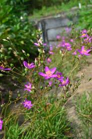 Image result for Talinum tenuissimum