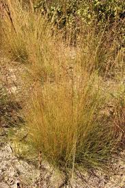 Image result for Pearsonia aristata