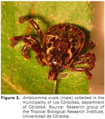 Image result for Rickettsiae