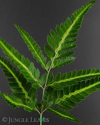 Image result for Rumohra