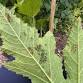 Garden Pest Control