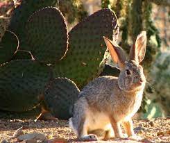 For all those of you who would like to grow a minimal maintenance plant, you might cacti do need to get watered and fertilized, but much less frequently as some other plants. Desert Cottontail Photo By Carol H Cimmerian Desert Animals Animals Wild Jack Rabbit