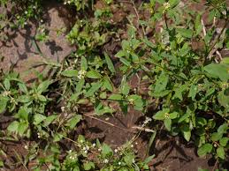 Image result for Spermacoce kirkii