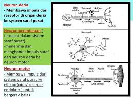 Wabak selsema burung selalu berlaku selepas banjir. Nota Sains Cikgu Faten Satu Hari Satu Ilmu Tingkatan 4 Kbsm Bab 2 Koordinasi Badan Tiga Jenis Neuron Neuron Deria Mempunyai Dendron Yang Panjang Dan Akson Yang Pendek
