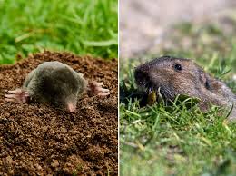 Wir sind übersätvon diesen wühlratten, es mag schon keiner mehr anbauen. Maulwurf Oder Wuhlmaus So Erkennen Sie Den Unterschied Liebenswert Magazin