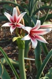 Image result for Crinum rautanenianum