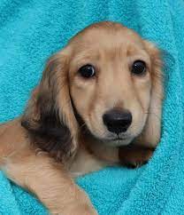 We now have 2x chocolate and tan boys, and 2x. Cheniesvilla A Breeder Of Pedigree Long Haired Miniature Dachshund Puppies For Sale